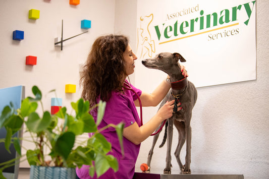 Veterinarian examining a dog at a veterinary clinic