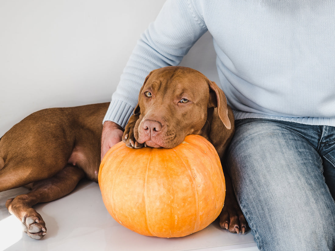 Dog resting its head on a pumpkin beside its owner
