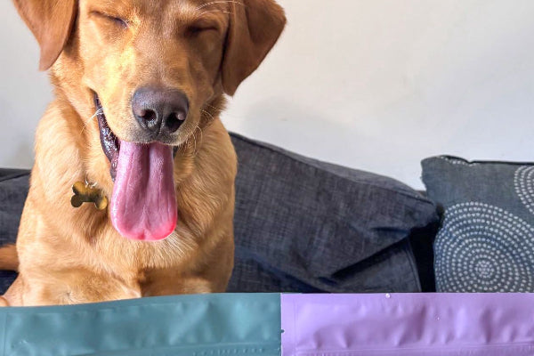 Dog with a blue and purple Dr. Veneta pet food package in the foreground
