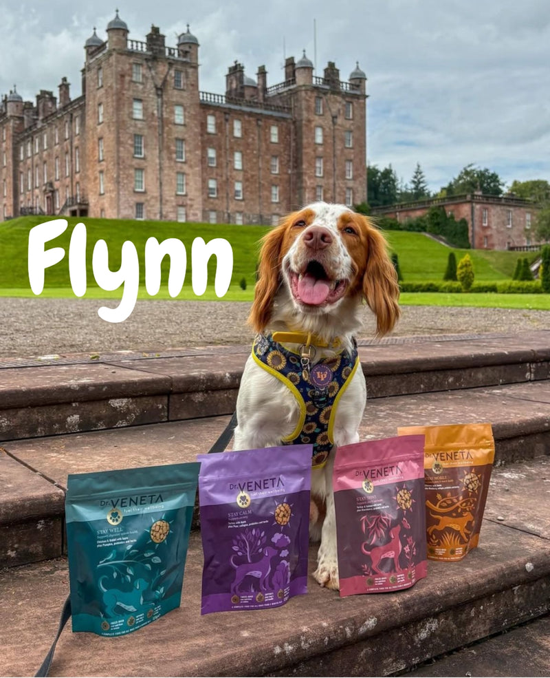 Flynn the dog sitting outdoors with Dr Veneta dog food products in front of a historic building