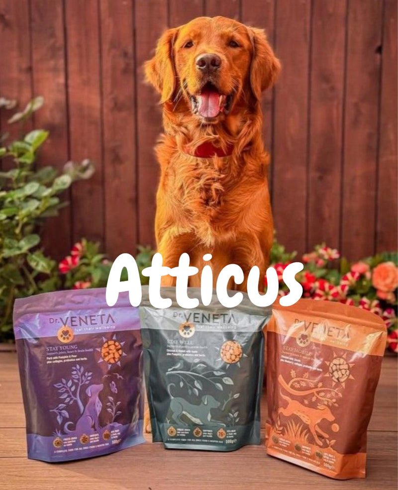 Atticus the dog sitting in a garden with Dr Veneta dog food products displayed in front