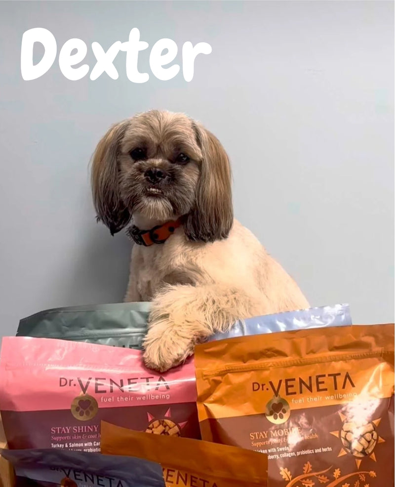 Dexter the dog posing with Dr Veneta dog food packages against a neutral background