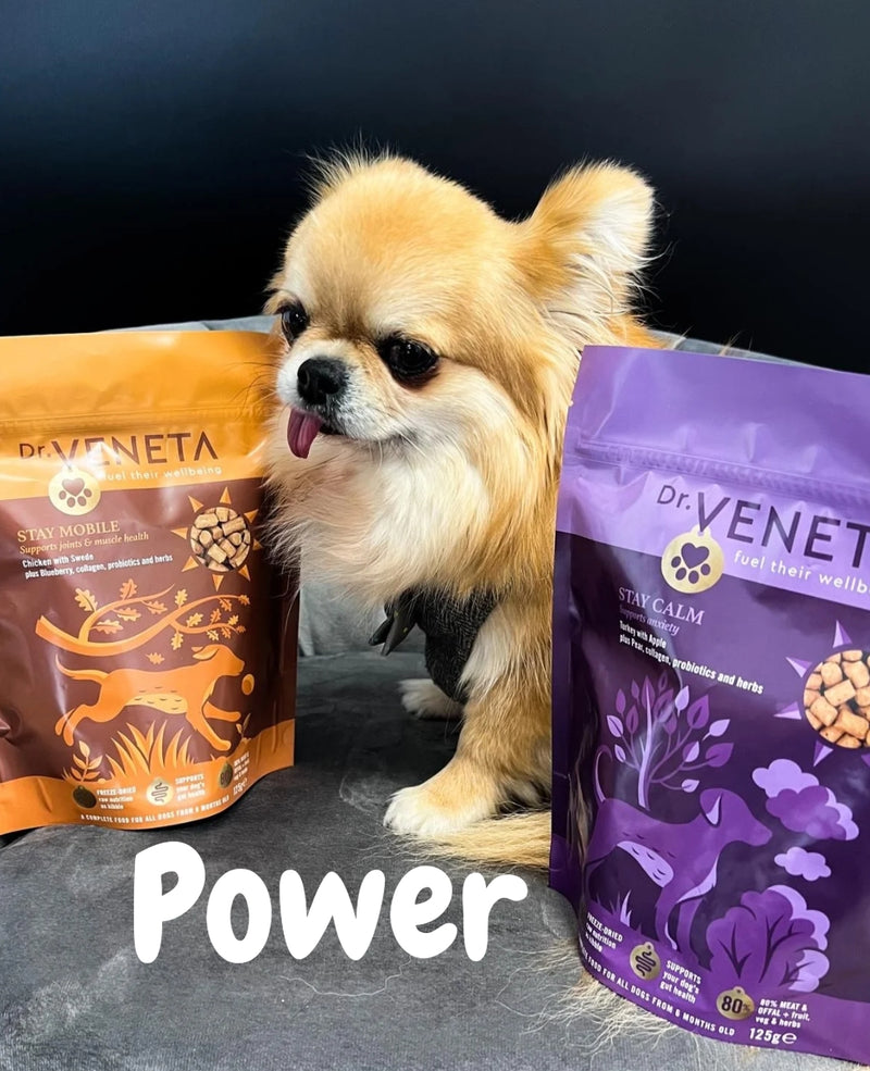 Power the small dog next to Dr Veneta dog food bags on a dark background