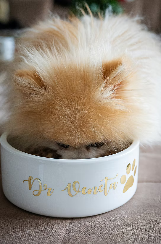 Small fluffy dog eating Dr Veneta food from a branded ceramic bowl