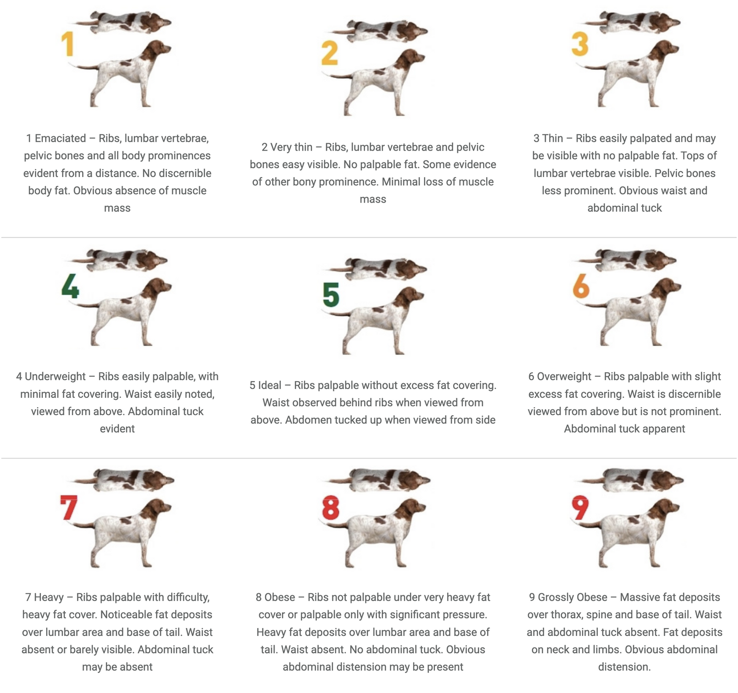 Dog body condition score chart showing healthy, underweight and overweight body types from 1 to 9