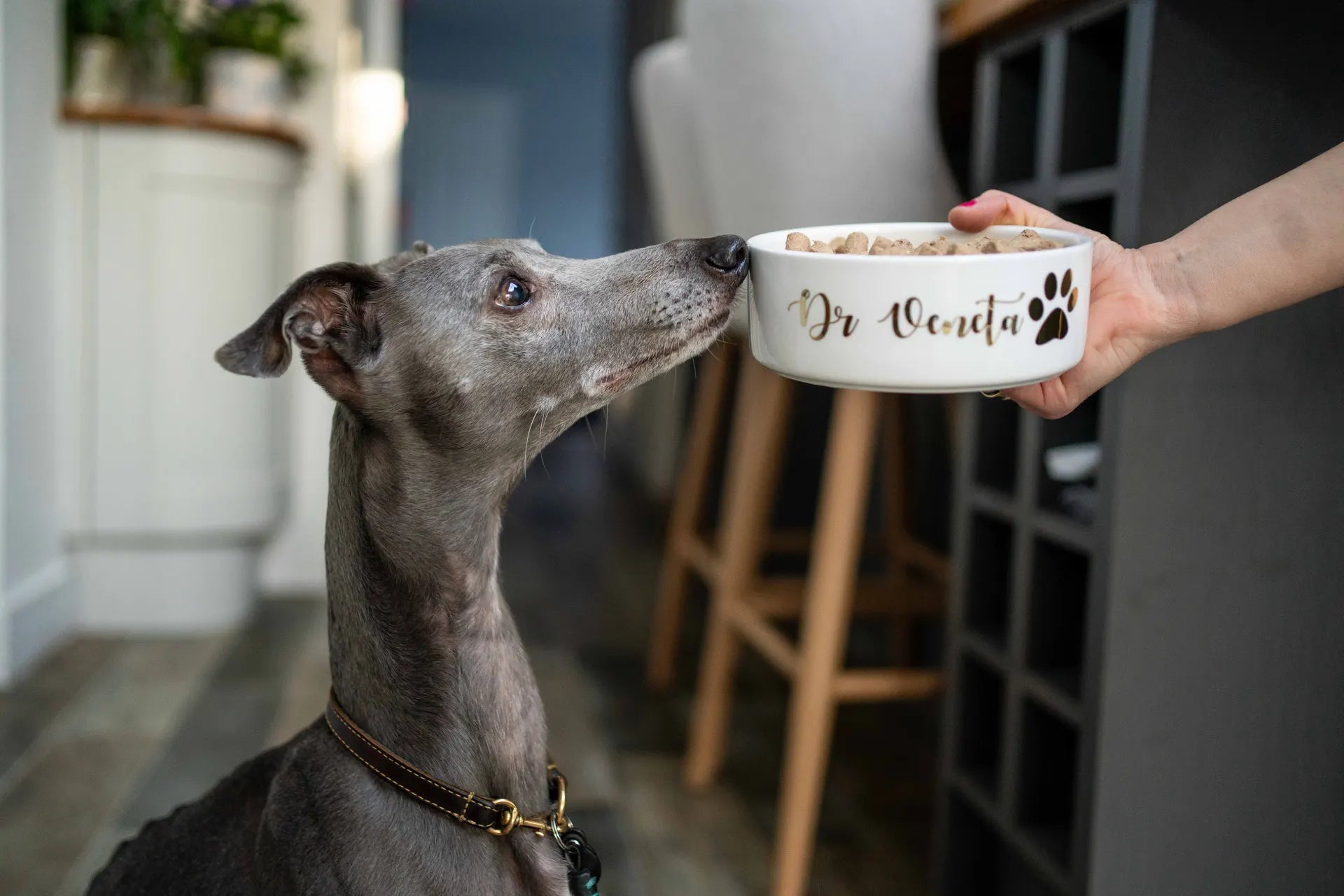 Dog being fed a healthy meal as part of a balanced feeding routine