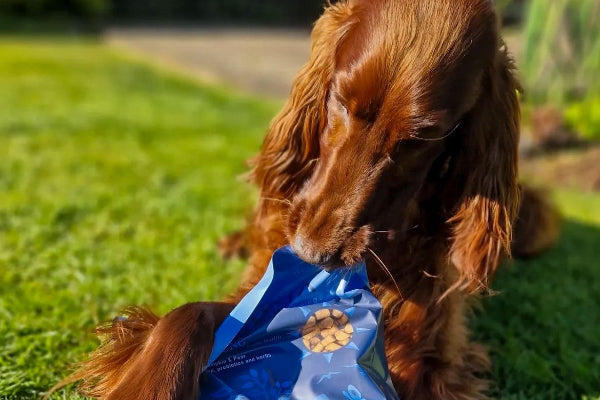A brown long-haired dog on a green lawn biting and licking a blue bag of dog treats.