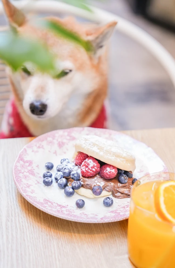 A Shiba Inu dog wearing a red collar looks intently at a plate of pancakes topped with blueberries and raspberries on a wooden table next to an orange drink.