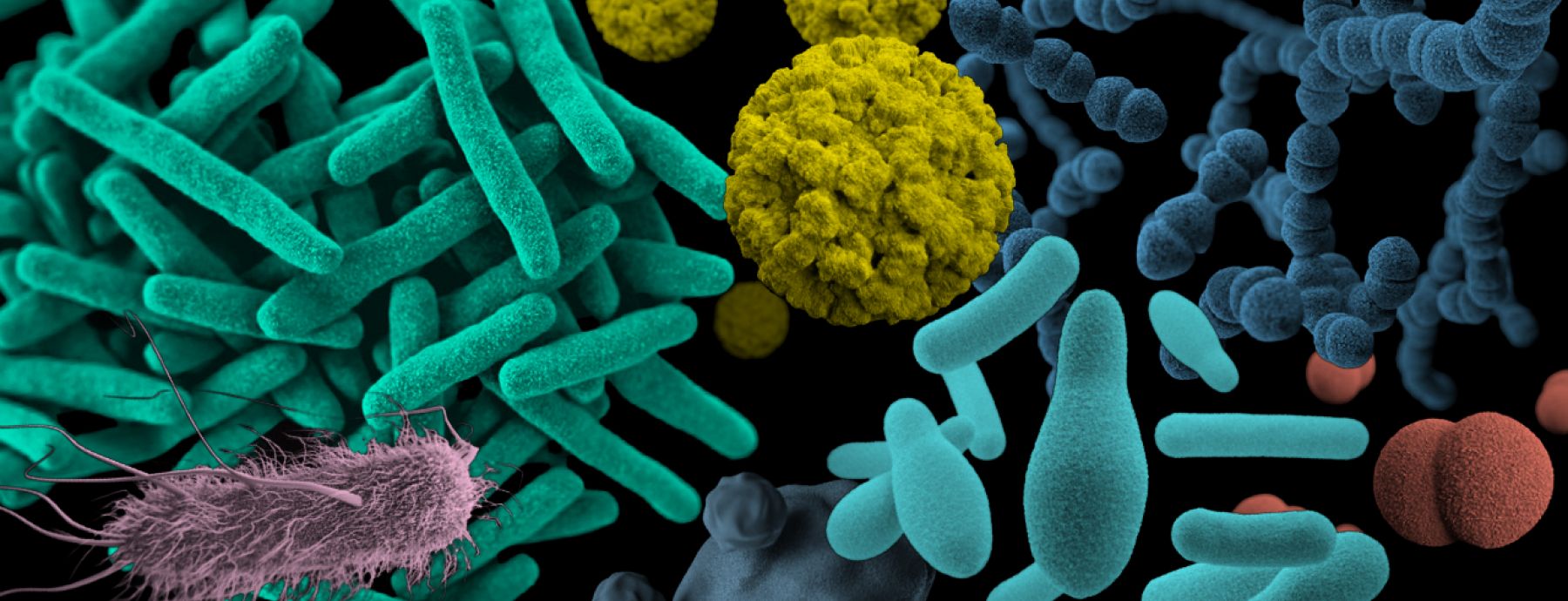 illustration of beneficial gut bacteria supporting the canine microbiome