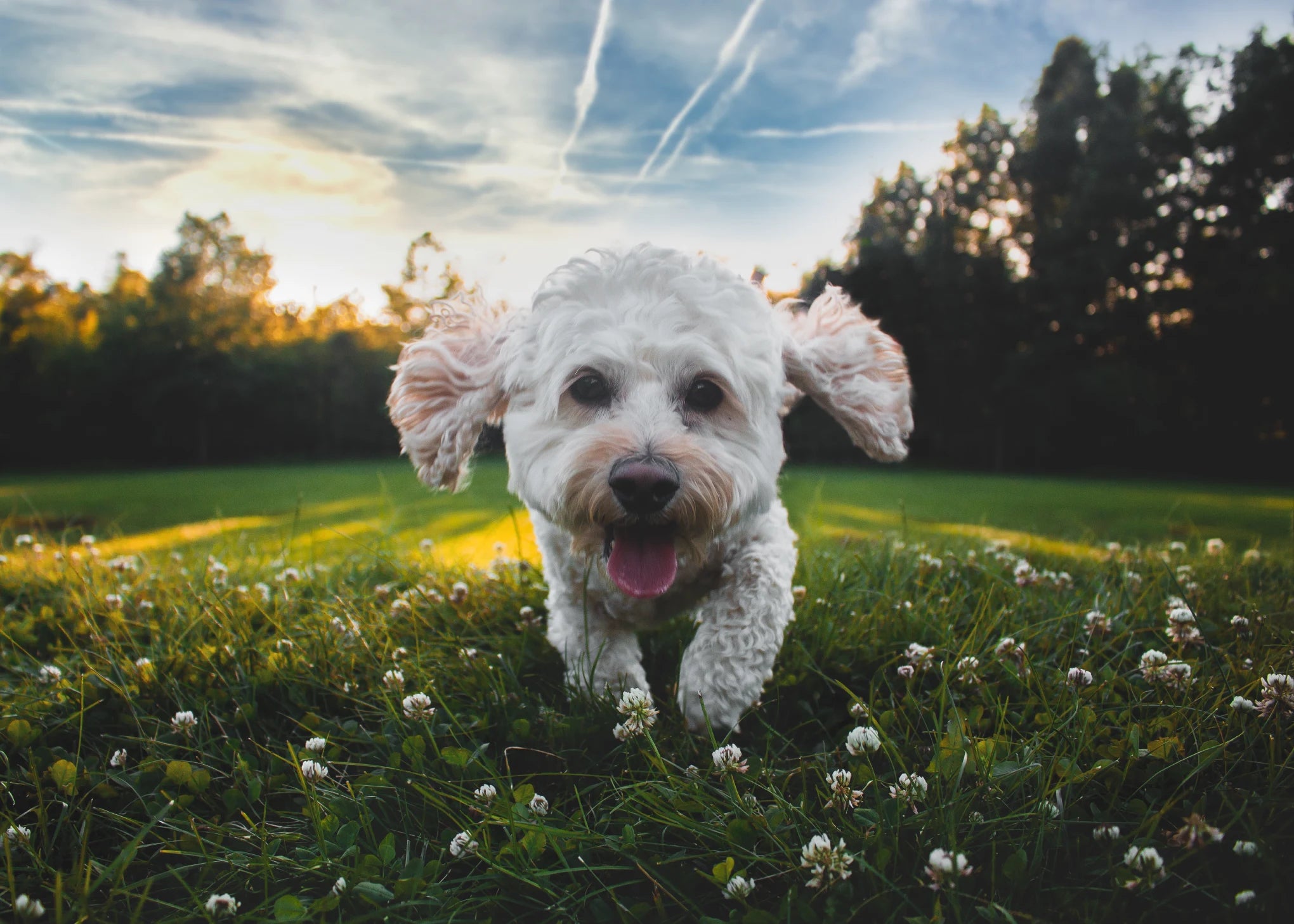 Happy healthy dog outdoors in a grassy field